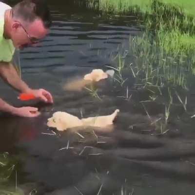 Baby puppies learning to swim