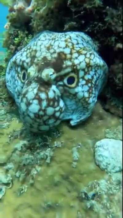 An octopus disguising itself as the head of a bigger marine creature.