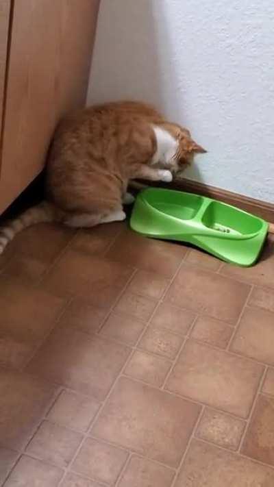 How my cat drinks water