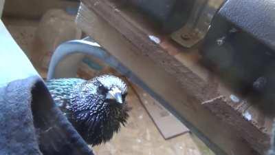 Starling perfectly mimicking amazon echo