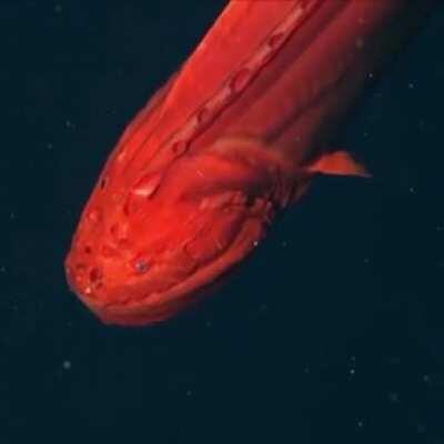 🔥 The Red Whalefish, a strange looking deep-sea species 🔥