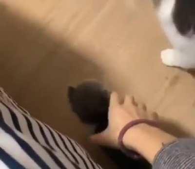 Cat brings her kittens every night to her human’s bed as a sign of trust..