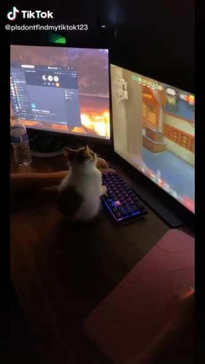 Gamer Cat is all about the good vibes while playing