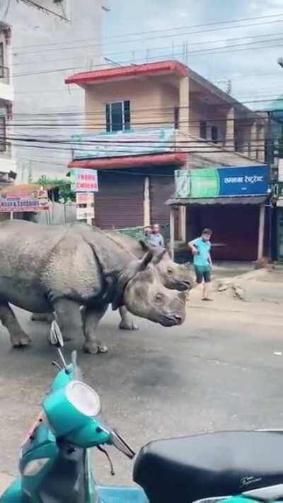 🔥 Rhino couple strolling in Nepal