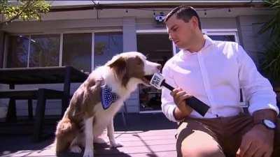 My dog got on the news. This was my favourite bit.