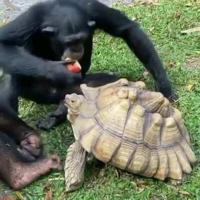 Monke Feeding Turtle