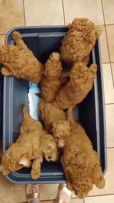 Forbidden Fried Chicken