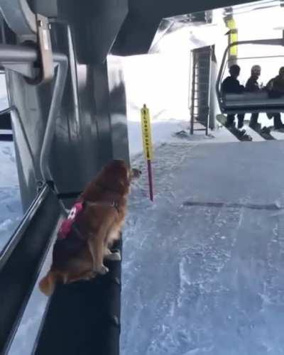 Avalanche doggos are the best doggos.