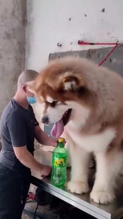 Huge Alaskan Malamute