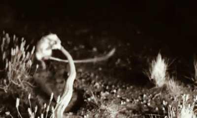 Kangaroo Rats vs Snake