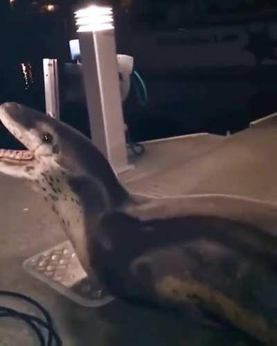 Close encounter with a Leopard Seal resting on a dock