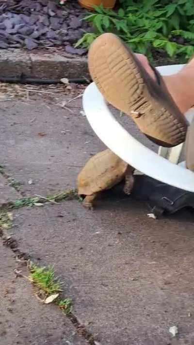 My bandmate's tortoise having it off with a shoe. One of the funniest things I've seen in a while