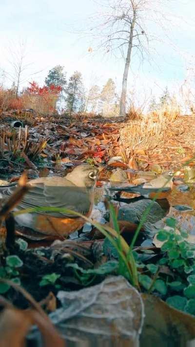 🔥 Early morning birds captured on a wildlife camera