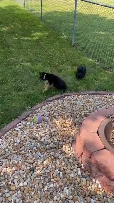 PoOR PuppEr GeTs BruTALLy ATTaCked bY demOniC enTiTy, HUMaNs JusT wATCh AND lauGH