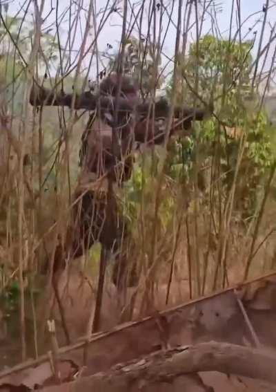 Karen National Liberation Army/People's Defense Force Cobra Column Fighter Ambushes a Myanmar Army Convoy with a Captured Carl Gustav (2024) (near Kawkareik)