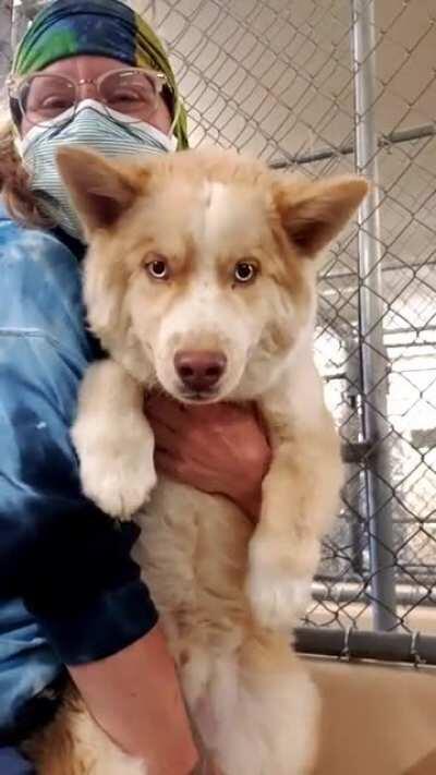 A fluffy incorgnito at my shelter: this cutie, Nacho, has found his forever home.