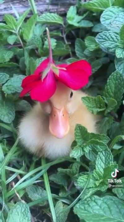 Ducklings getting flower hats