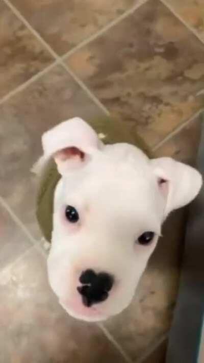 Puppy's own bark knocks him over