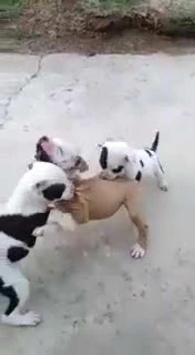 Pitbull puppies showing it's not just how you raise them.