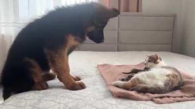 Puppy wants to meet the new kittens.