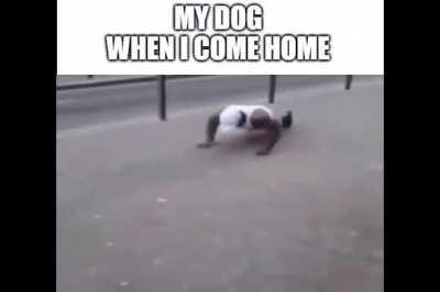 My doggo when I come home