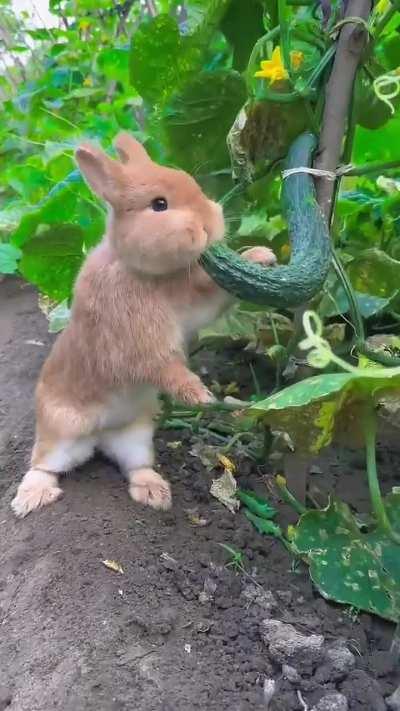 Bunny Buffet on an Indian Farm