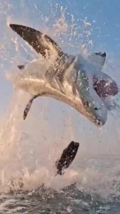 Great white shark jumping out of the water