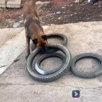 Smart doggo figures out how to carry four tires in one bite