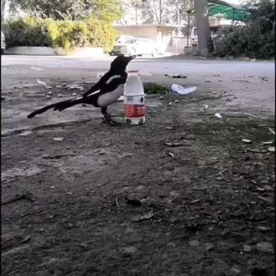 Crow adding rocks to a bottle in order to drink from it.