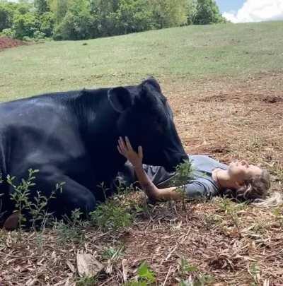 The cows love spending time with their caretakers at Santuário Amor que Salva