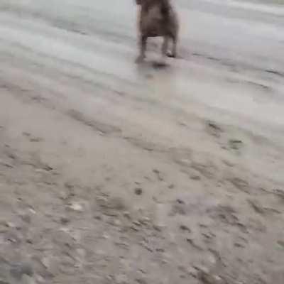 Donkey laughs at dog.