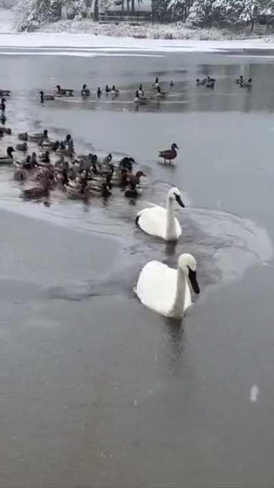 🔥 Swan acts as an icebreaker to clear a path for his fellow waterfowl....