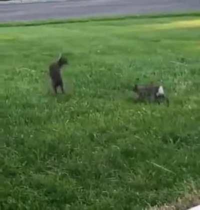 Bunnies trying to fight, but just being cute instead