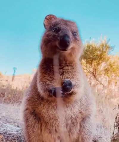 🔥 Adorable Quokka 🔥