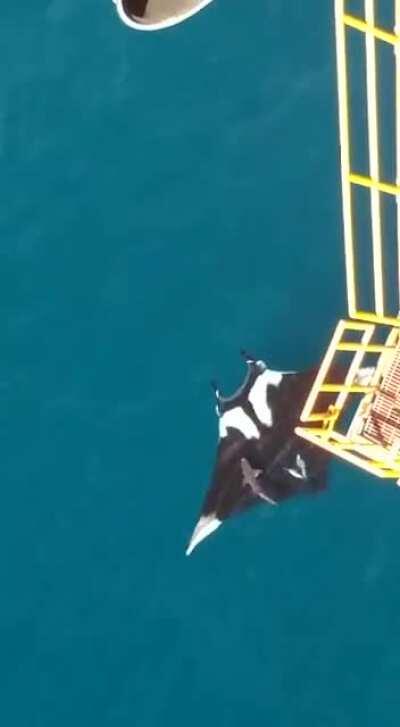 Huge oceanic Manta Ray spotted near Trinidad ( sharks for scale )