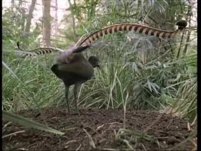 the amazing Lyre Bird sings like a chainsaw