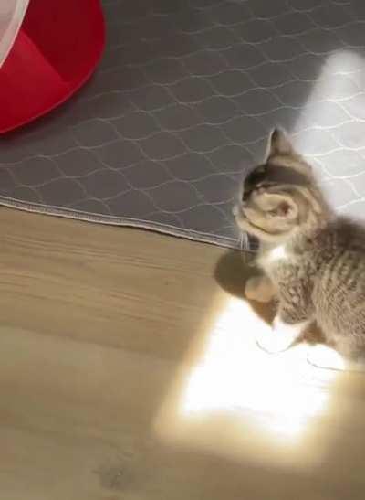 Kitten experiencing sunbeam for the first time.