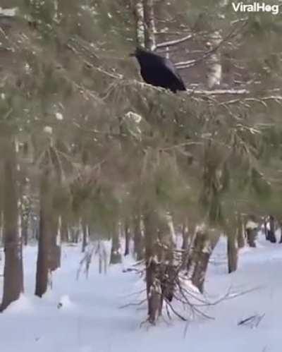 The training of this raven