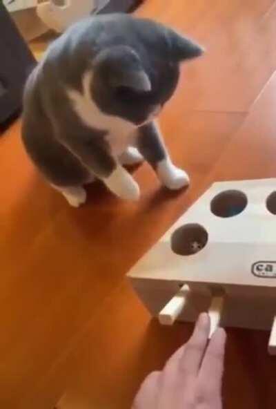 A prank box for cats