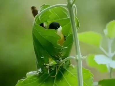 🔥 This tailorbird weaving a leaf with its beak to form a shelter around its nest 🔥