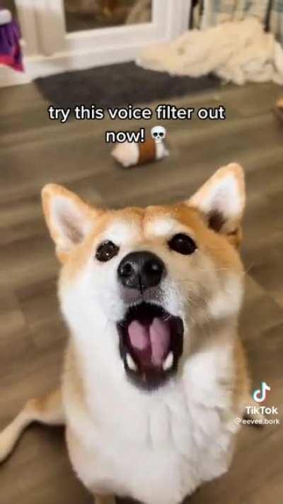 Voice filter on a dog