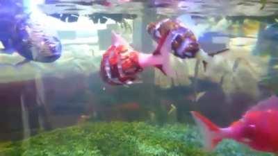 Robotic fish in Japan made to swim in an incredibly lifelike fashion