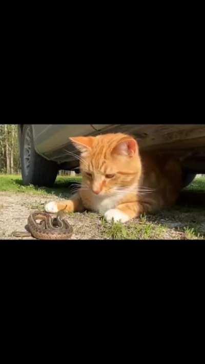 Fearless Ginger Cat's Epic Showdown with a Snake - You Won't Believe What Happens!