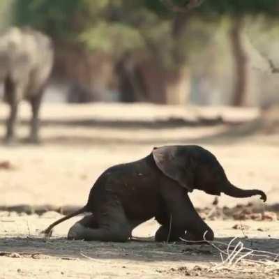 Baby Elephant trying to walk