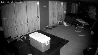 Night vision catching a cat burglar!