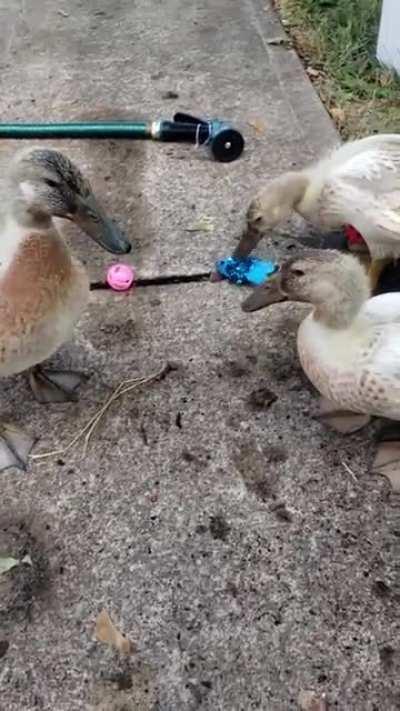 Ducklings playing with kitten toys!