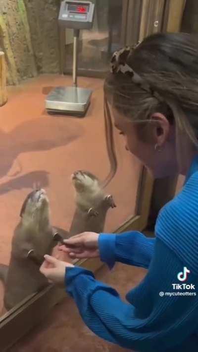 Otter hands