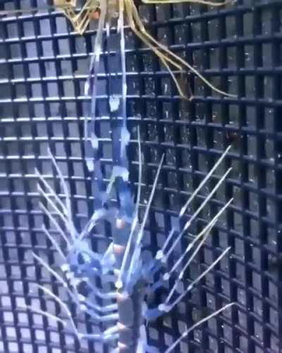 House Centipede Shedding Its Skin