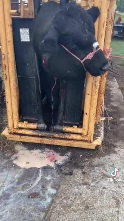 Curing abscesses in a bull