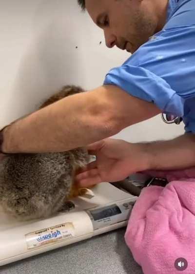 How to weigh a koala. 